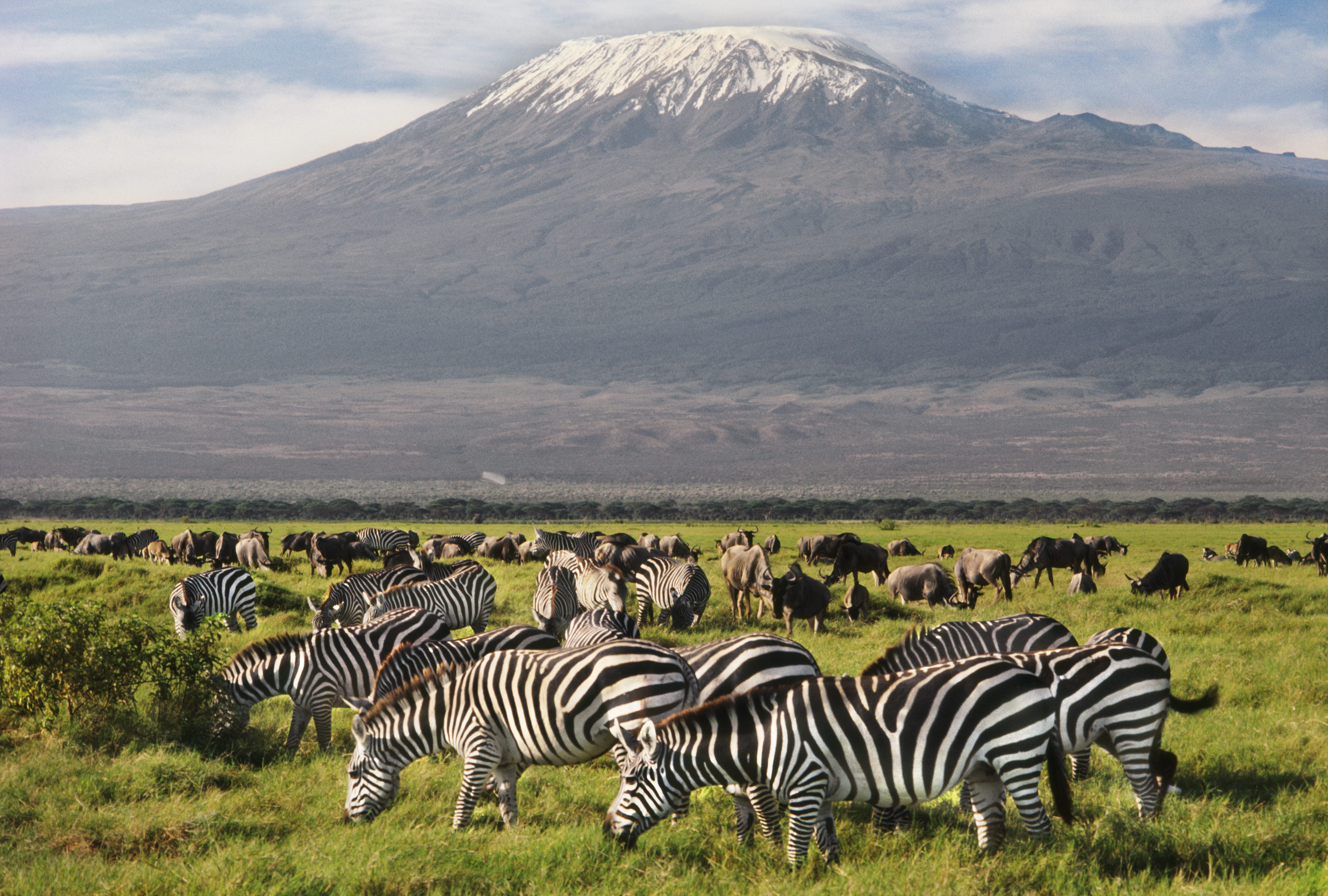 Amboseli zebras-46818.jpg